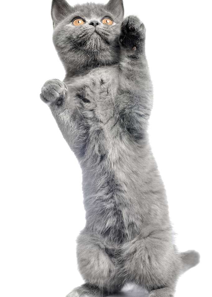 British Cats