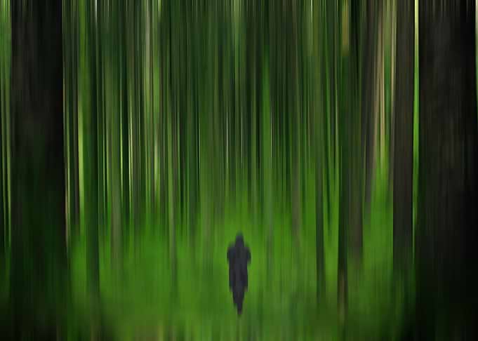 Forest Of Shadows