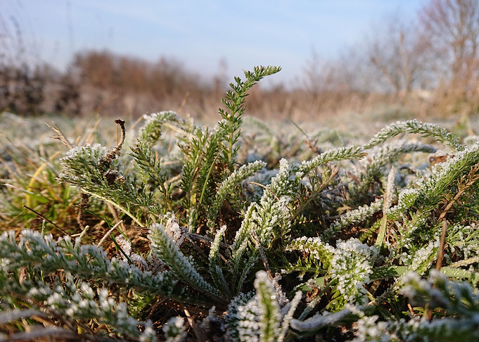 Winter Grass Frost