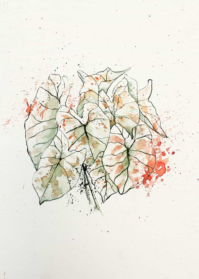 Botanical