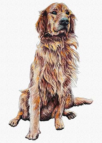 GOLDEN RETRIEVER PORTRAIT