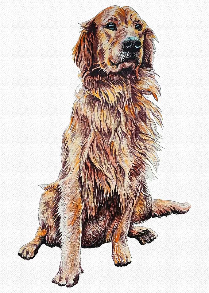 GOLDEN RETRIEVER PORTRAIT