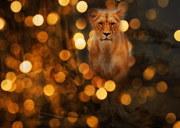 Lion
