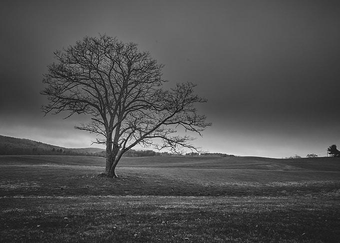 Novembers Tree