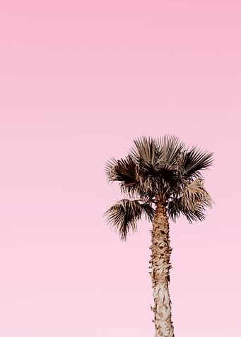 Lonely Palm tree