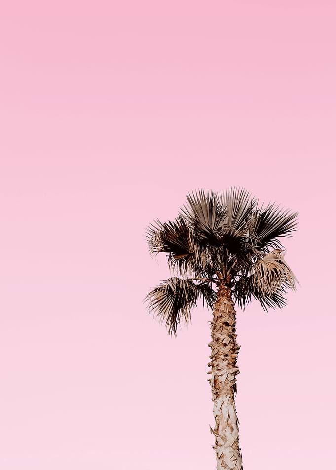 Lonely Palm tree