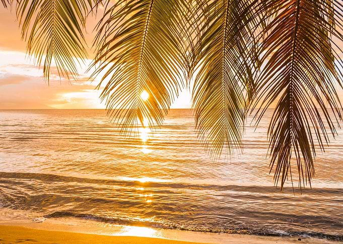 Palms and sky on fire