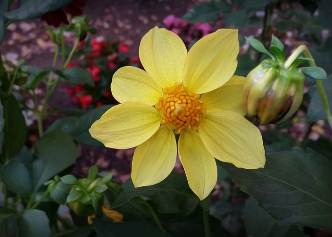 Bud and flower