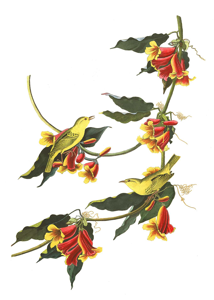 Rathbone Warbler