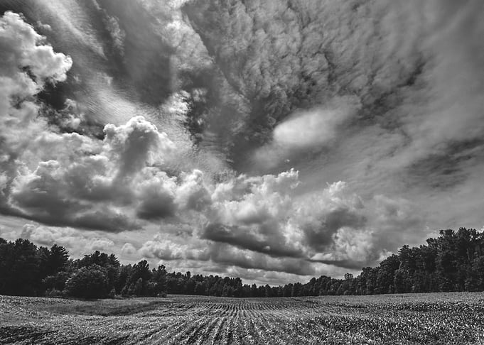 Corn Field