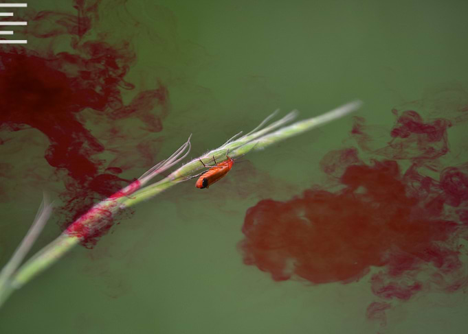 Blooder nature