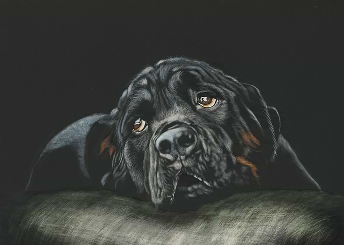 Rottweiler Dog