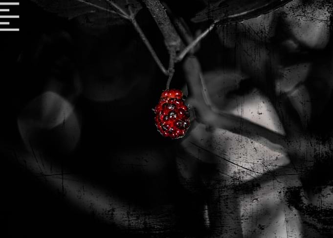 Mulberry in dark portrait