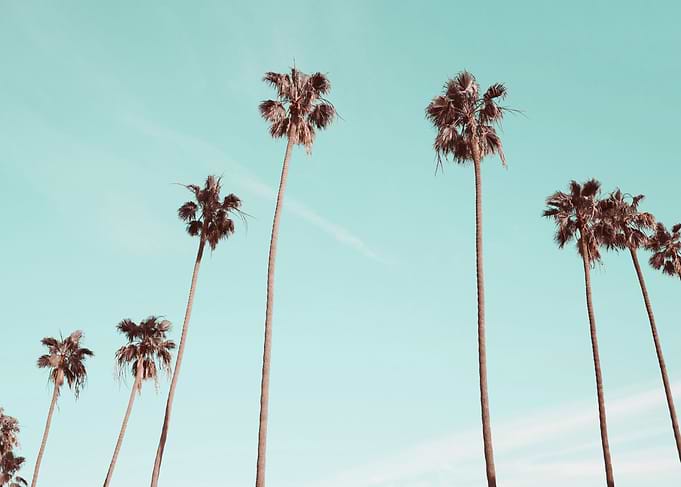 Palm Trees Teal Gold