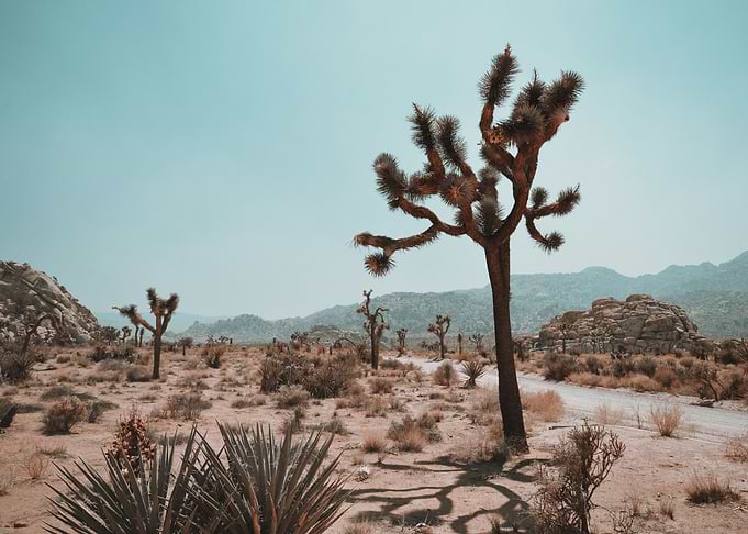 Joshua Tree