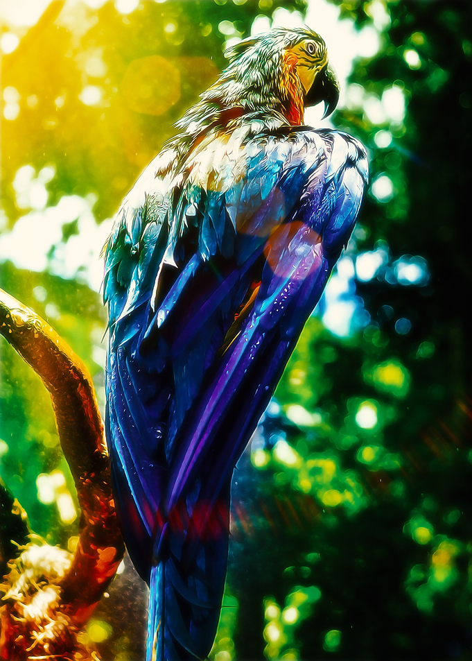 Blue and Yellow Macaw