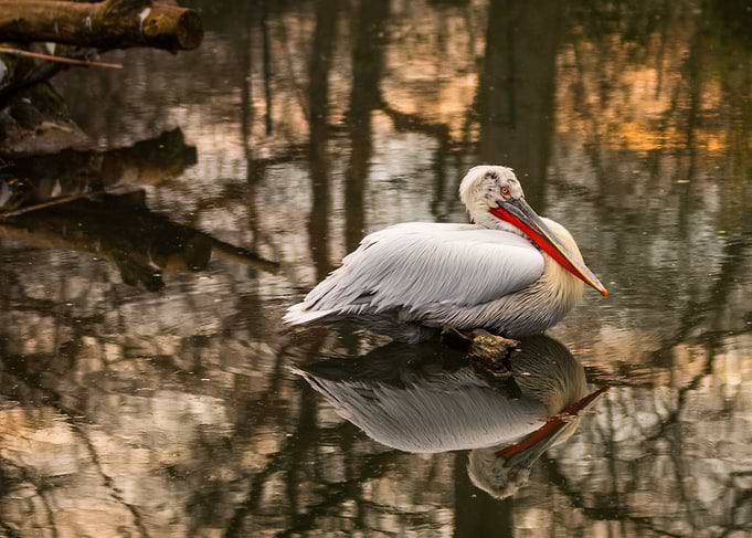 Bird in Water