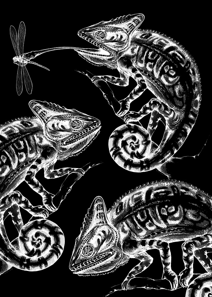 Chameleons and Dragonfly
