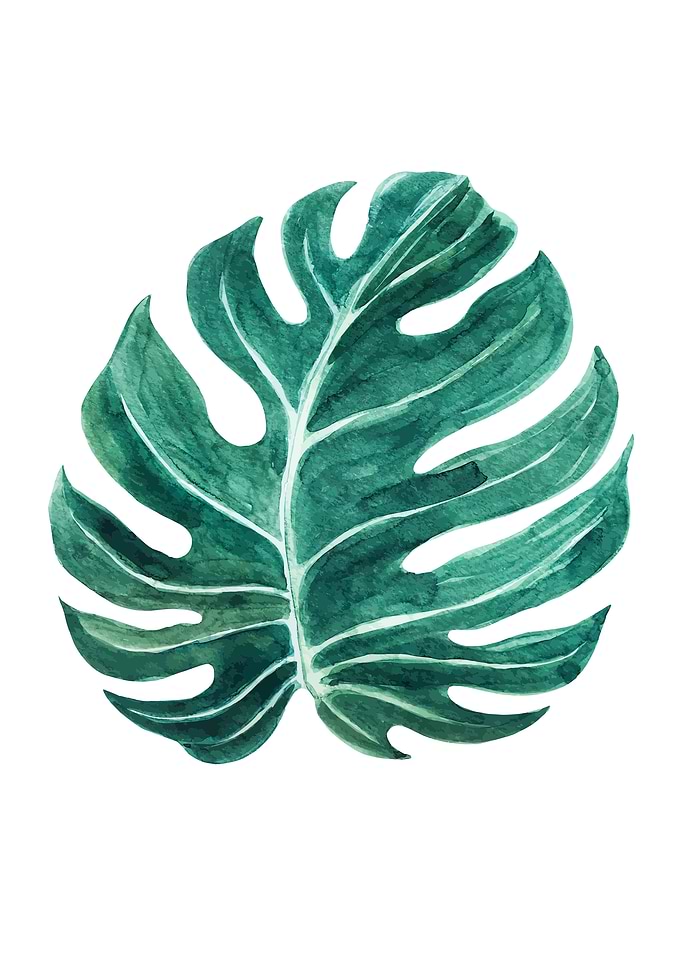 Monstera 2