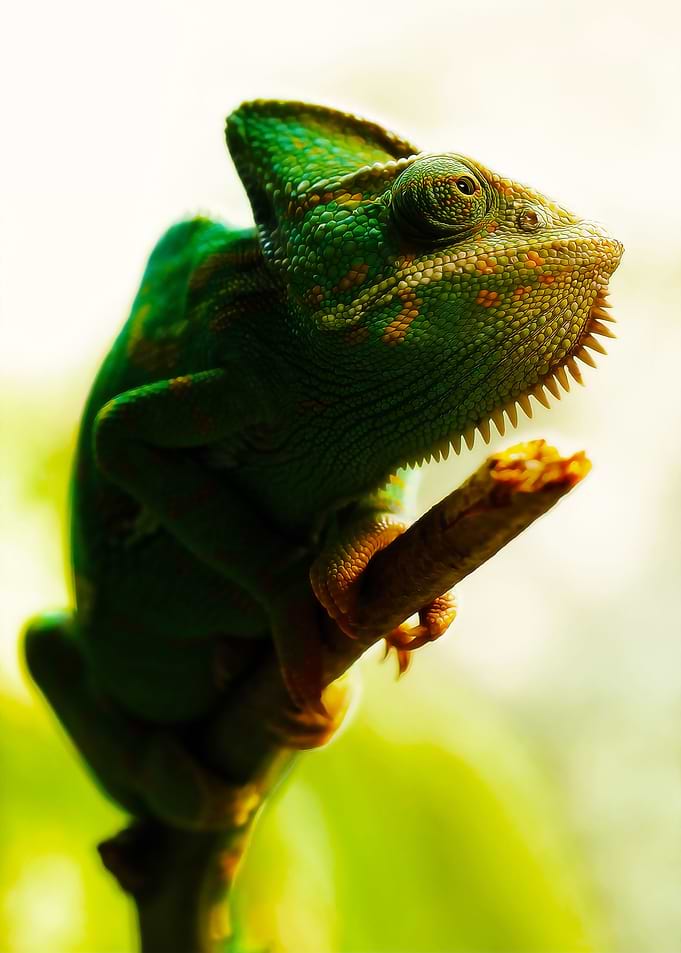 Green Chameleon