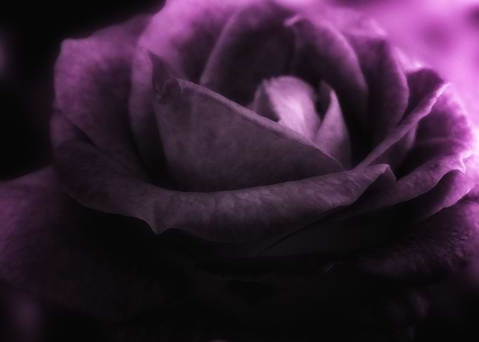 Purple Rose