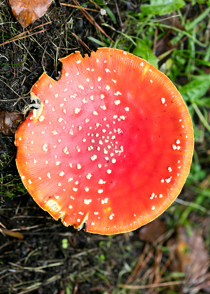 Magic Mushroom Fly Agaric
