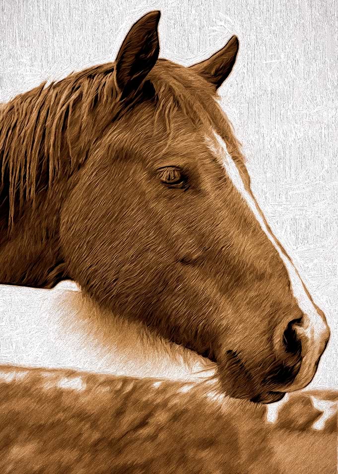 A Horse with No Name