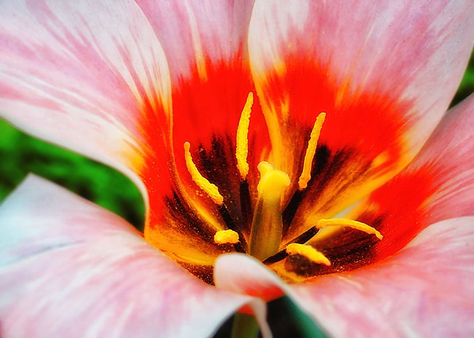 Brushstrokes on Petals