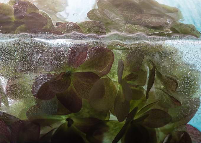 Hydrangea in green ice 1