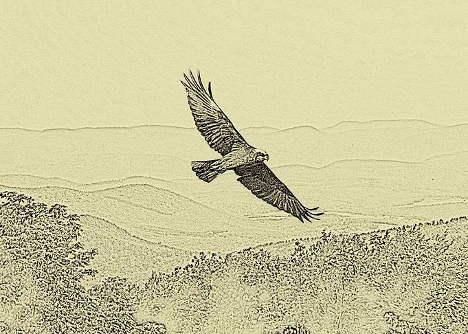 flying harrier