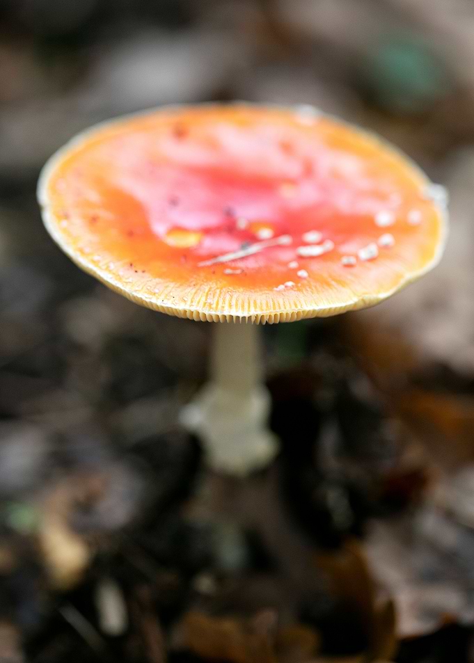 Magic Mushroom Fly Agaric