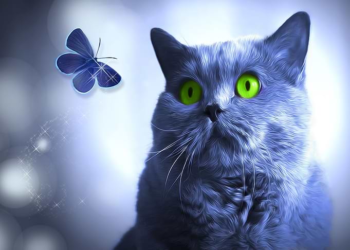 Blue and the Butterfly