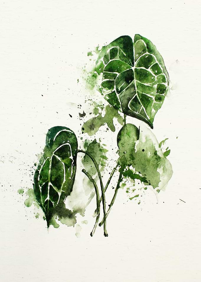 Botanical