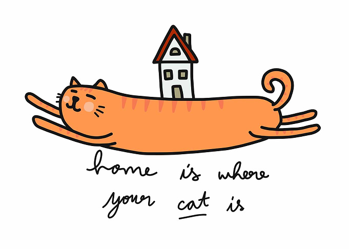 Home is where your cat is
