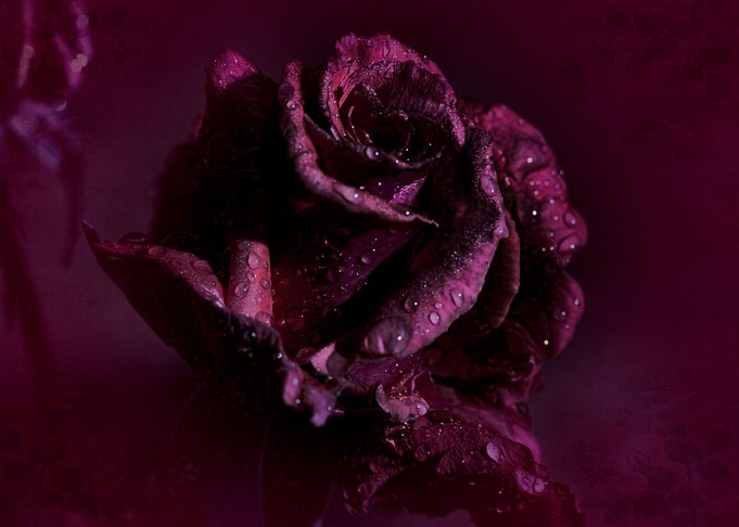Deep Burgundy Rose