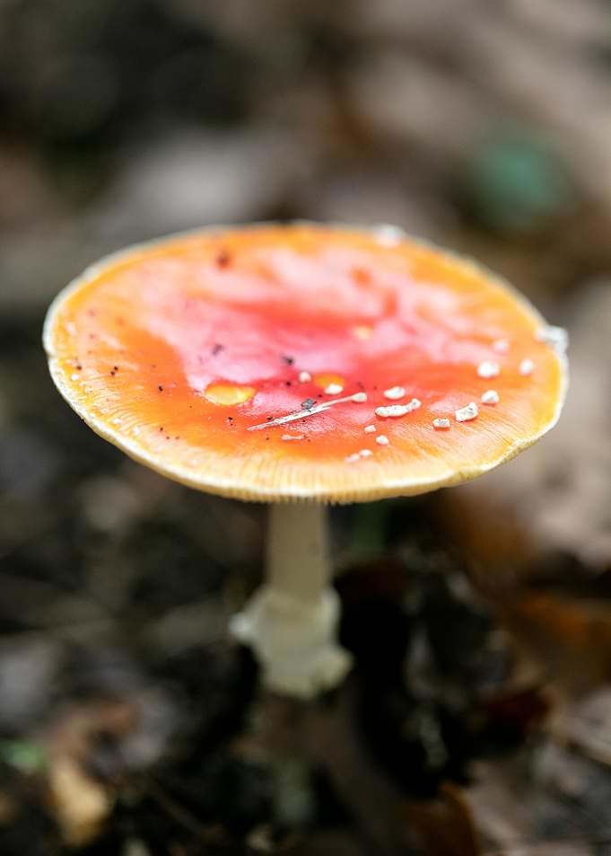 Magic Mushroom Fly Agaric