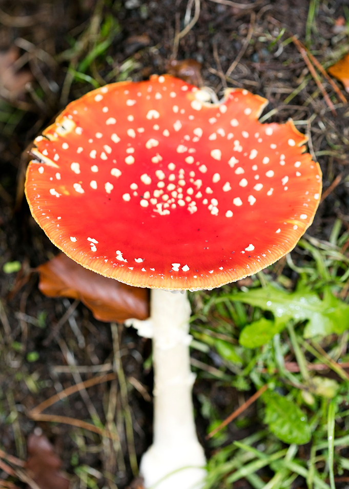 Magic Mushroom Fly Agaric