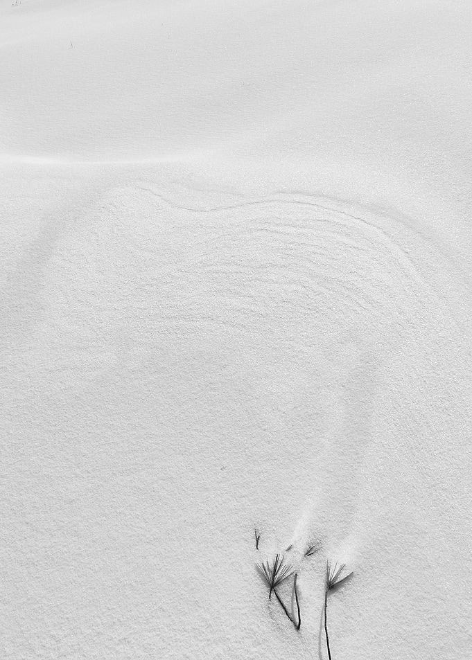 Snow and Pine