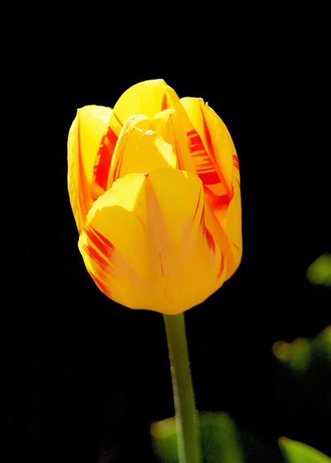 Amsterdam Tulips Keukenhof