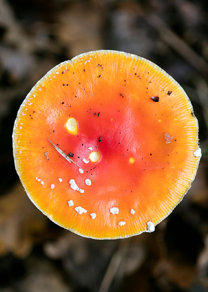 Magic Mushroom Fly Agaric