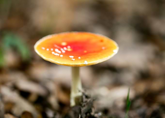 Magic Mushroom Fly Agaric