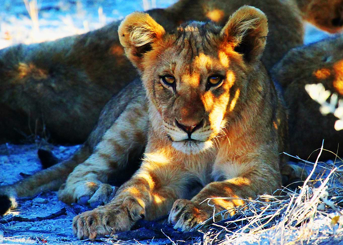 Lion