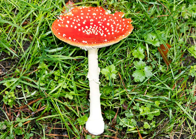 Magic Mushroom Fly Agaric