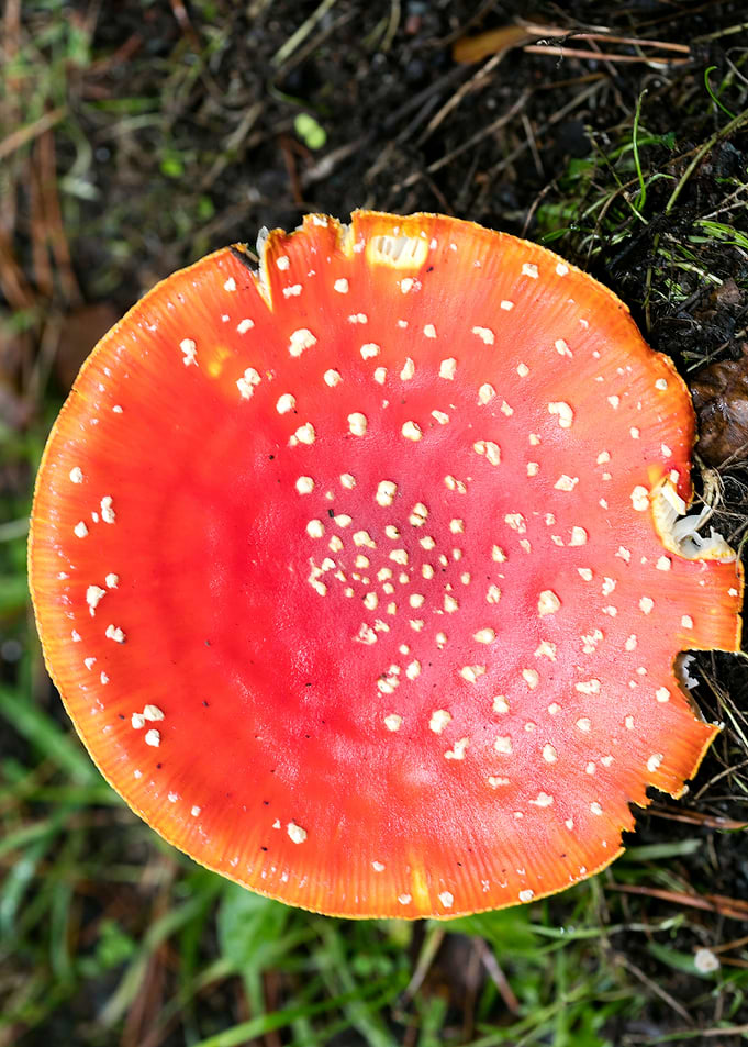 Magic Mushroom Fly Agaric