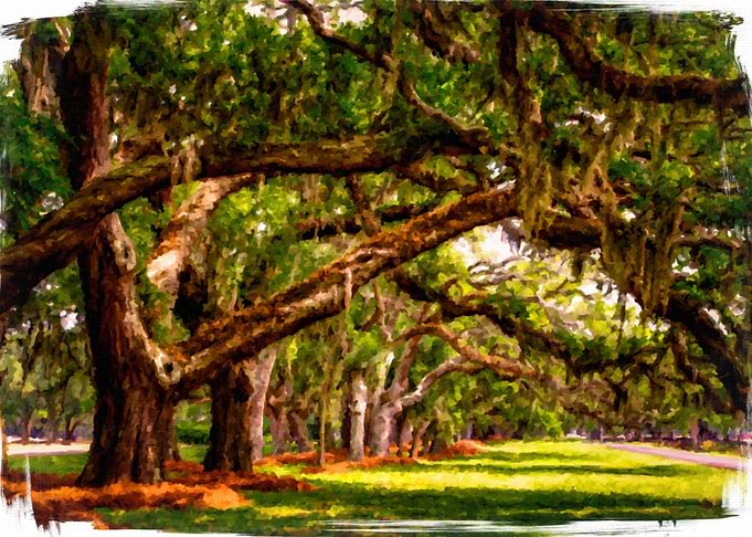Line of Oaks