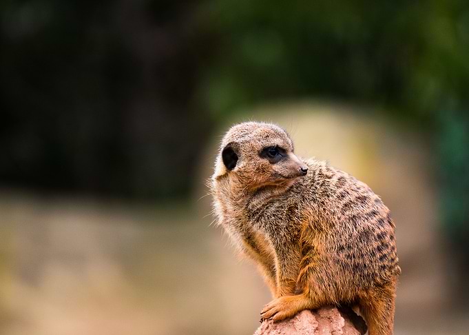 Meerkat