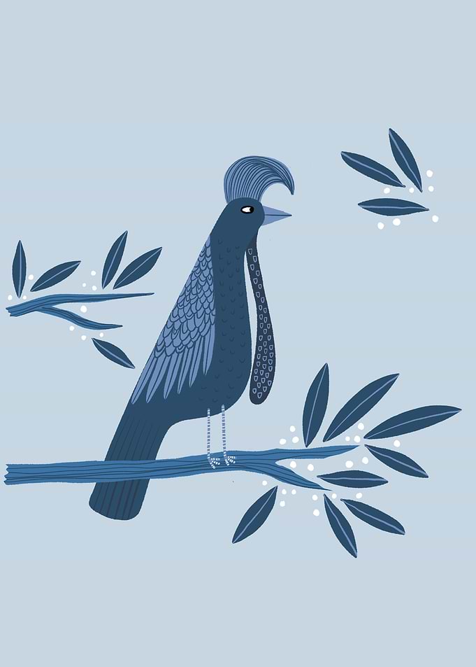 Umbrella Bird