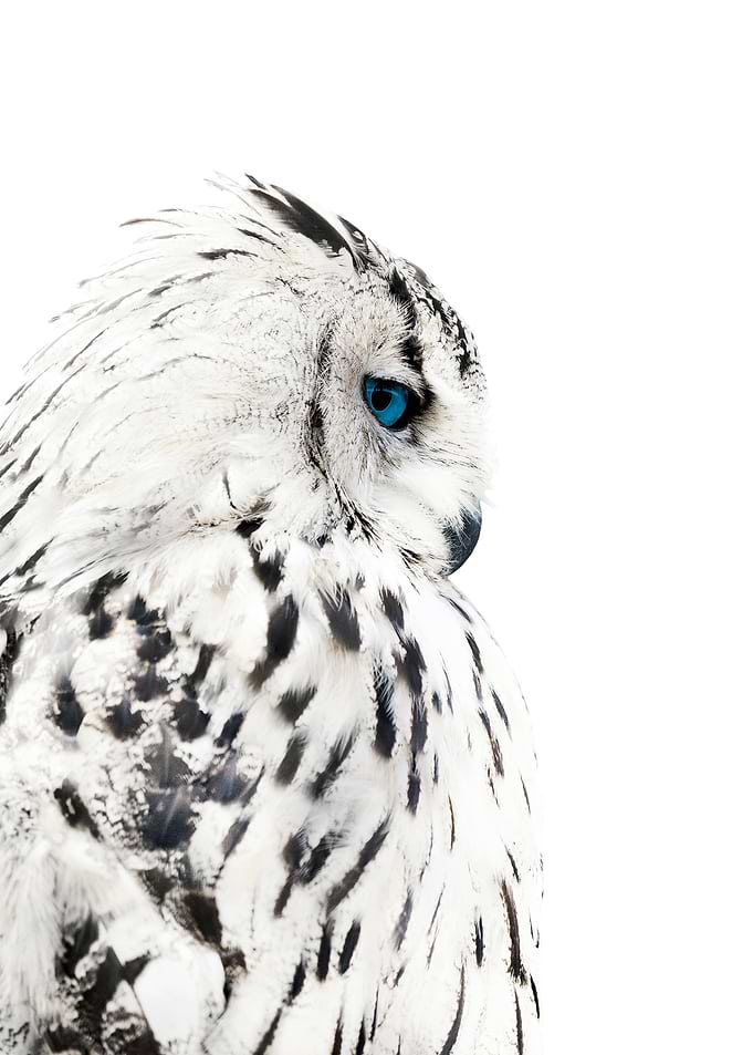 wild white owl poster