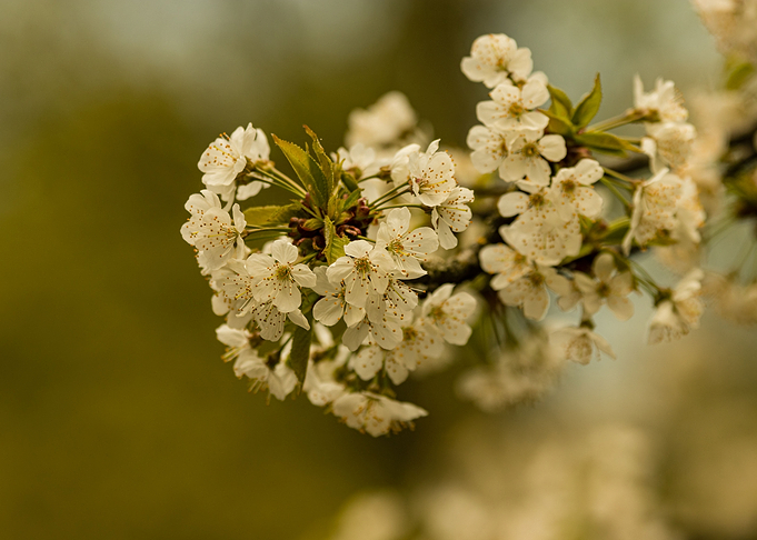 Tree Flower
