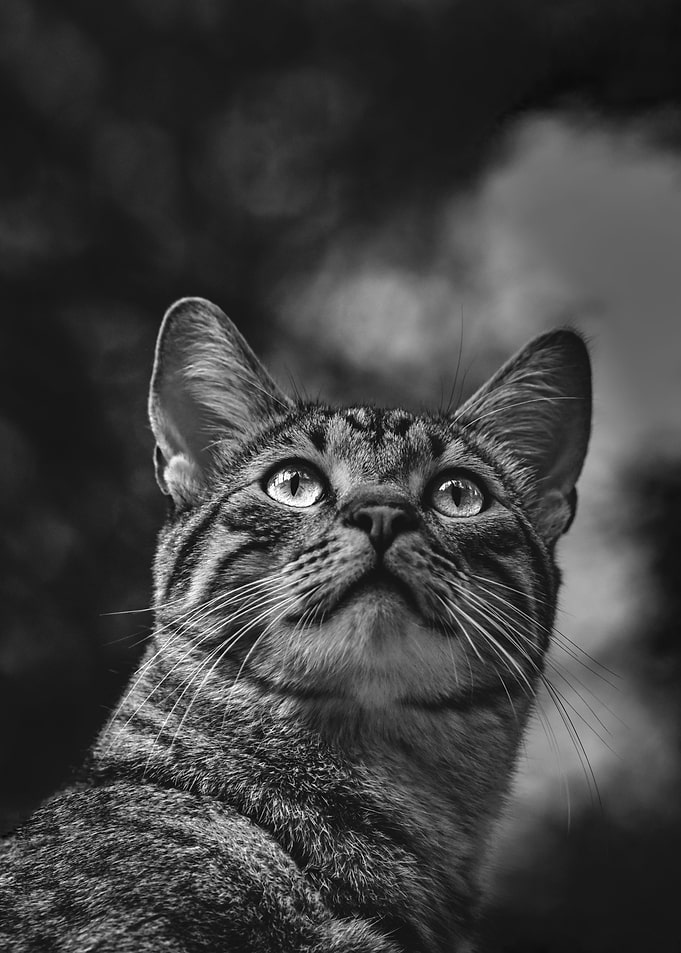 Watching The Birds Go By
